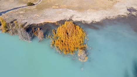 A-Group-Of-Birch-Trees-In-turquoise-water