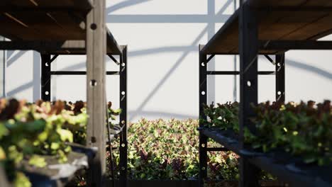 large industrial nursery with wilt vegetable plants inside a greenhouse