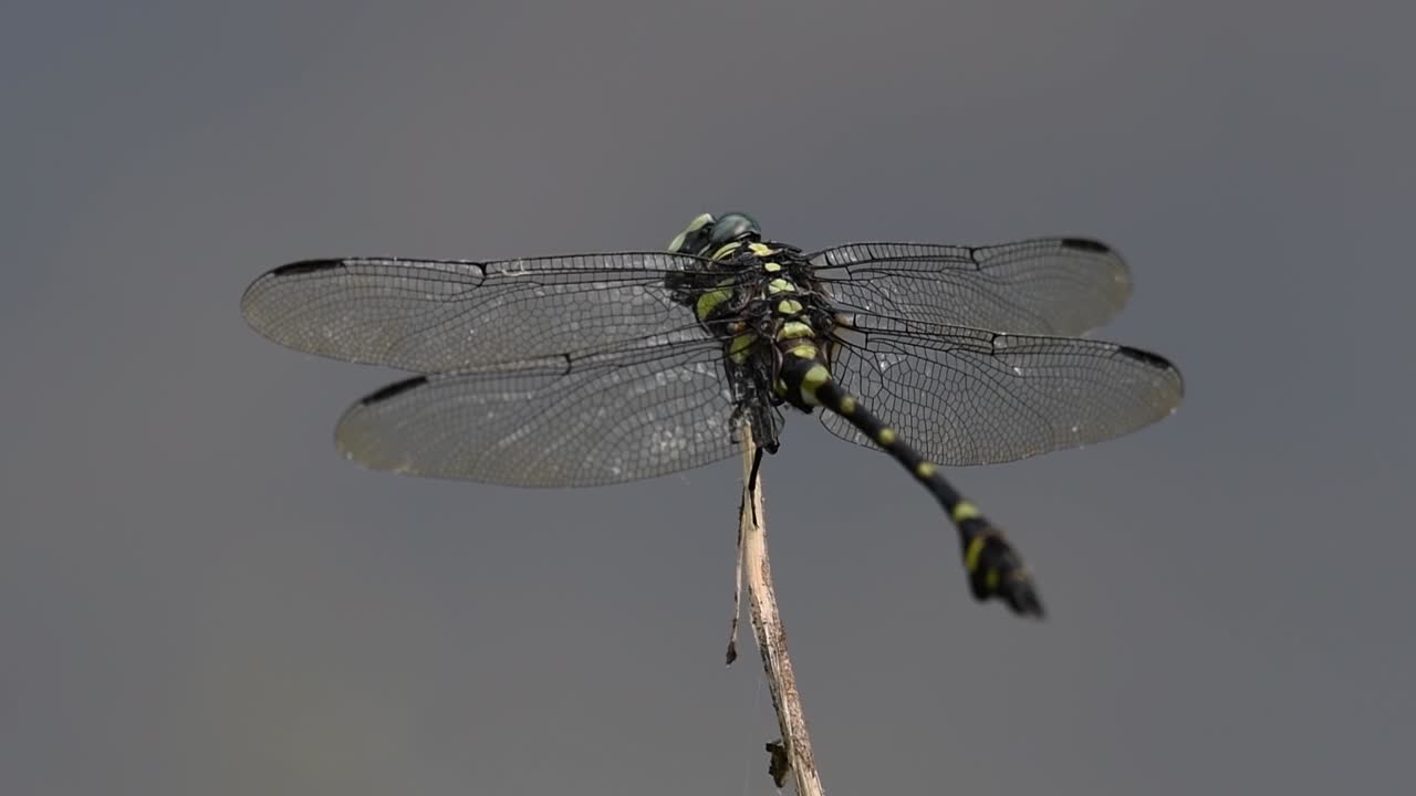 일반적인 flangetail 잠자리는 태국과 아시아에서 흔히 볼 수 있습니다.