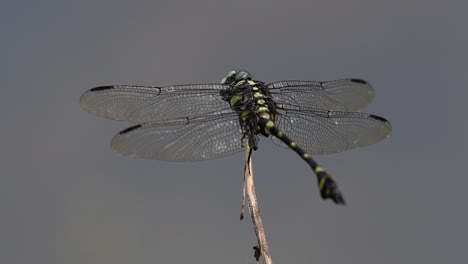 Die-Gemeine-Flanschschwanzlibelle-Kommt-Häufig-In-Thailand-Und-Asien-Vor