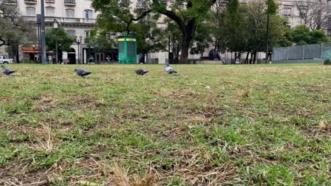 Pigeons-walk-on-the-grass-in-the-park,-the-male-puffed-up-in-front-of-the-female