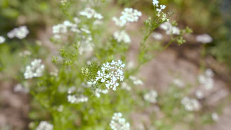 Gypsophila-Monarch-White,-Botanische-Weiße-Blumenausstellung-Auf-Blumenvase-Im-Wohnzimmer-Nahaufnahme-Der-Weißen-Blume-Im-Haus