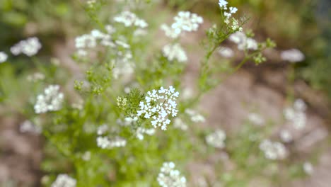 gypsophila monarch white, botanical white flower display on flower vase in livingroom close up shot of white flower in house