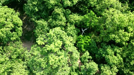 Aerial-top-view-green-forest-environment-peaceful