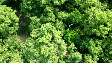 vista aérea de arriba bosque verde entorno pacífico