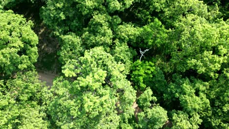 aerial top view green forest environment peaceful