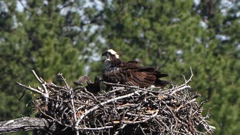 mother osprey and one of her babies in the nest