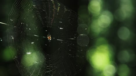 spider in a web in the woods