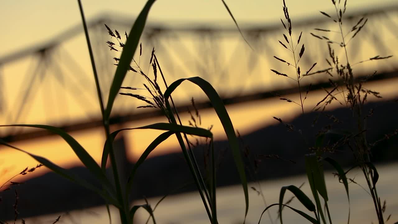 Dutch angle close up on tall blades of grass gently swaying in the breeze silhouetted against orange sky. Metal bridge in the distance