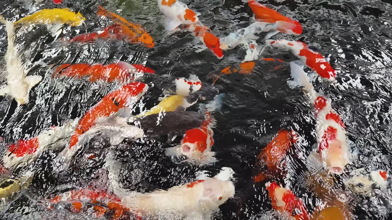 peces koi en un estanque