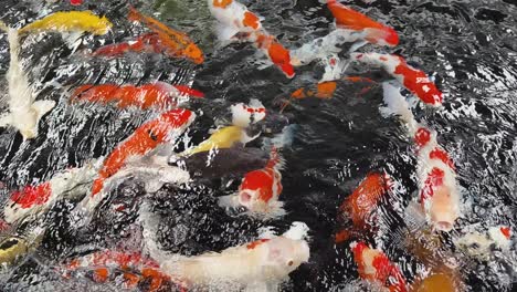 koi fish in a pond