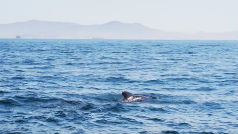 three pilot whales swimming in gibraltar, spain slowmotion