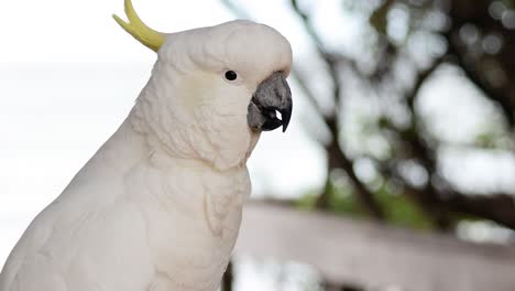 una cacatúa sentada cerca del océano