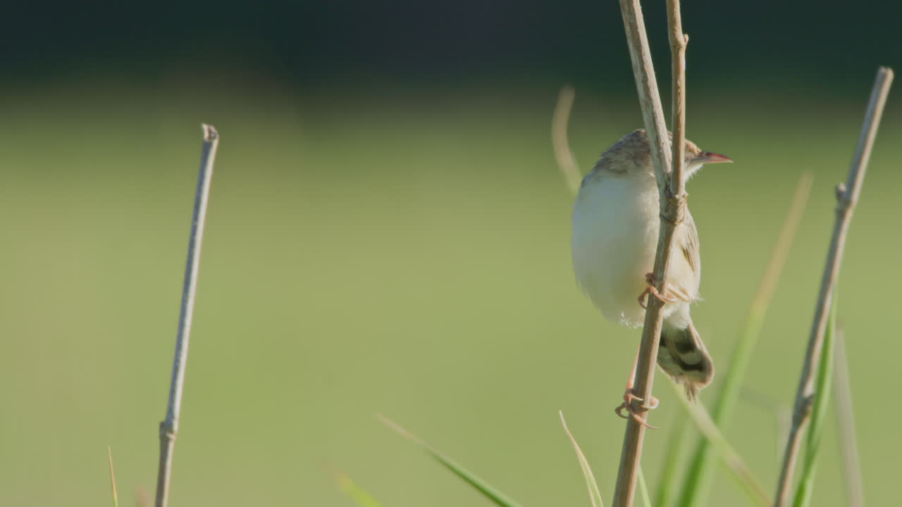 Piccolo uccello posato su un ramo in un campo verde
