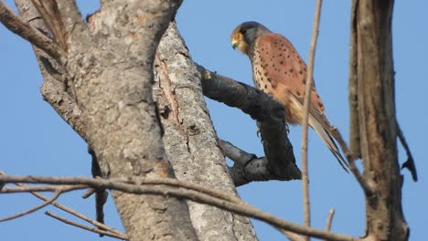 Adler-Sitzt-Auf-Baum---Jagd