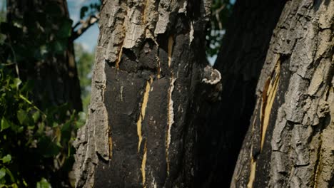 Explore-De-Cerca-El-Impacto-De-Los-Incendios-Forestales-Con-Tomas-Detalladas-De-Los-Daños-A-Los-árboles-En-La-Naturaleza-De-Colorado