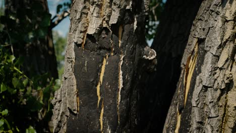 explore el impacto de los incendios forestales de cerca con tomas detalladas de los daños a los árboles en el desierto de colorado