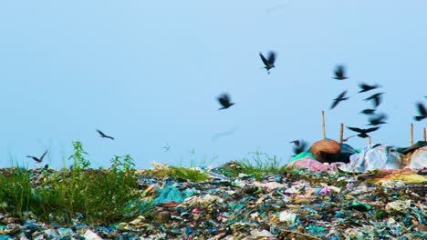 Los-Cuervos-Se-Reúnen-Y-Comen-En-Un-Gran-Vertedero-En-Bangladesh,-Desastre-Ecológico.