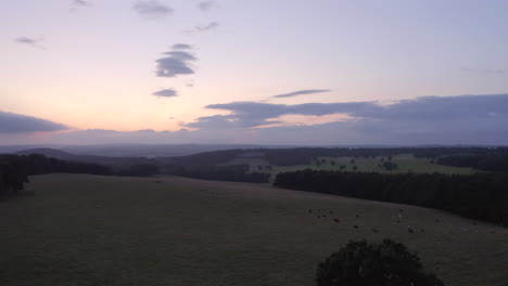 Toma-Aérea-Que-Cae-De-Un-Roble-Solitario-Y-Vacas-En-Una-Finca-Al-Atardecer