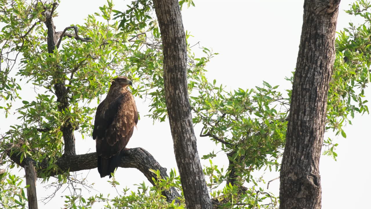 majestuoso águila halcón africana descansando en los árboles