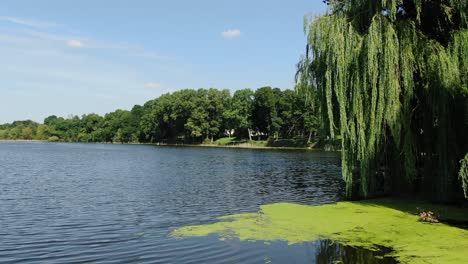 Niedrige-Luftaufnahme-Eines-Sees-Mit-Algen-An-Einem-Warmen-Sommertag