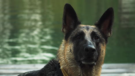 Perro-Pastor-Alemán-Salta-Al-Agua-Del-Lago-Para-Buscar-Un-Palo,-Tiro-Estático