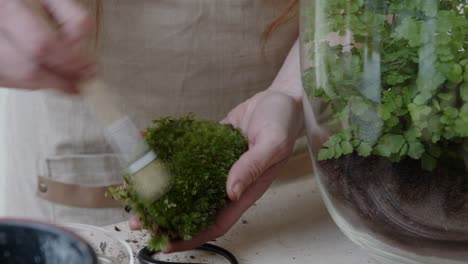 una joven botánica crea un pequeño ecosistema de bosque vivo en un enorme frasco de vidrio - preparando el musgo decorativo - un primer plano estrecho