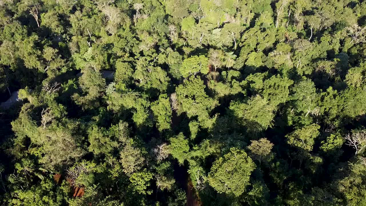 Lush green tropical forest seen from above with dense trees and vibrant foliage