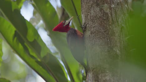 pájaro carpintero de cuello rojo hembra posado en el tronco del árbol, reserva nacional de tambopata