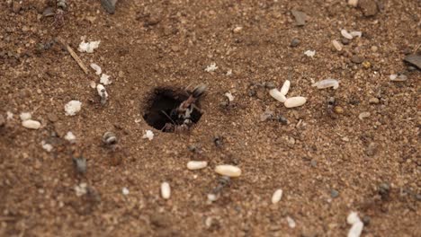 Tiny-copper-Argentine-Ants-swarm-to-carry-larvae-into-underground-hole