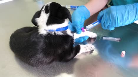 puppy blood draw at the vet