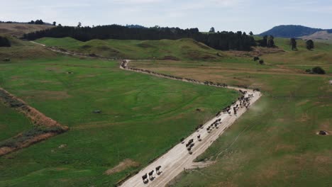 long line of cows moving along dirt road towards grass pasture, cattle ranch