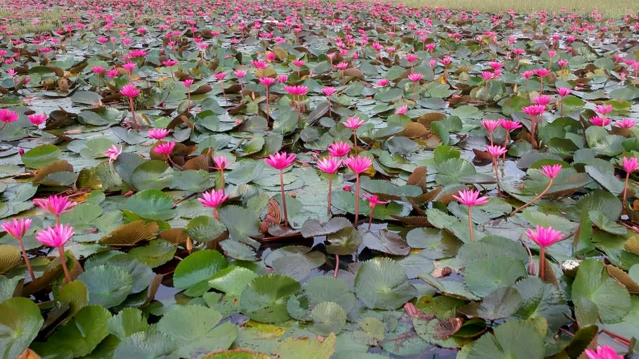 Water lily pond river sea,Water lily blooming,Beautiful aerial shot,group,Blossom ,field,red