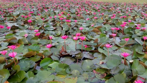 water lily pond river sea,water lily blooming,beautiful aerial shot,group,blossom ,field,red