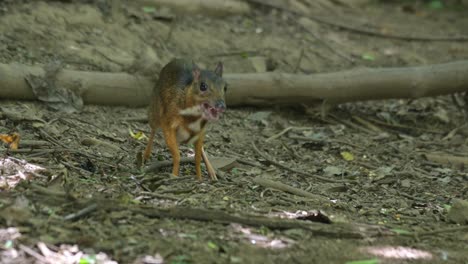 Die-Kamera-Zoomt-Heraus-Und-Zeigt-Dieses-Reh,-Das-Auf-Dem-Boden-Frisst-Und-Seine-Beine-Schüttelt,-Wie-Es-Im-Wald-Zu-Sehen-Ist,-Kleiner-Maushirsch-Tragulus-Kanchil,-Thailand