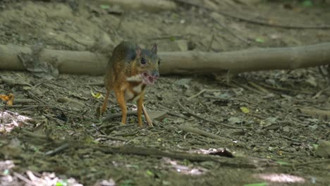la cámara se aleja revelando a este ciervo alimentándose en el suelo y sacudiendo las piernas como se ve en el bosque, el ciervo ratón menor tragulus kanchil, tailandia