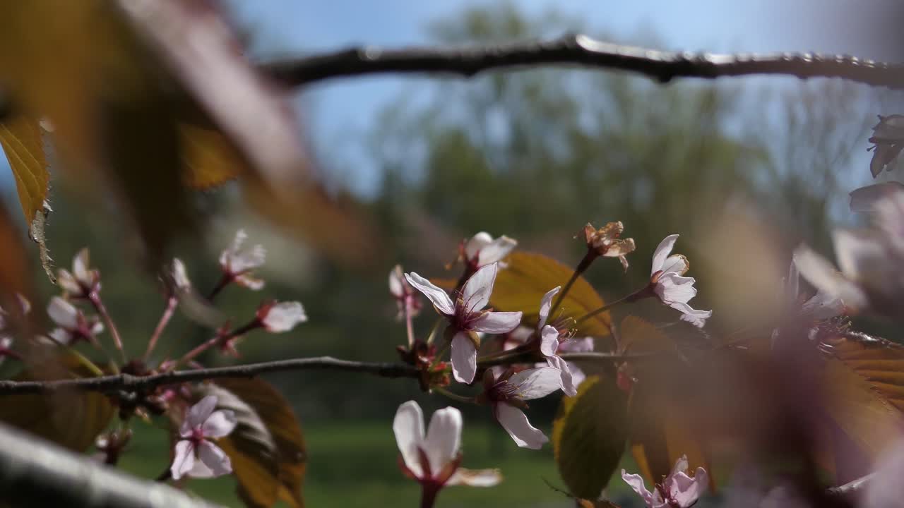 End of Sakura cherry blossom tree season, Hanami season ending, end of spring, close up