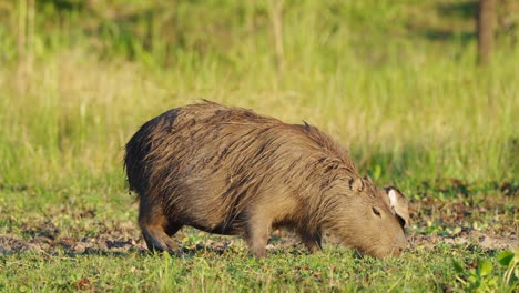 Carpincho-Hembra-Embarazada-Pastando-En-La-Orilla-Del-Río-Junto-A-La-Avefría-Del-Sur