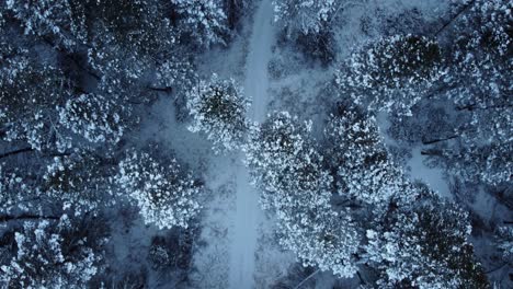 flying over winter forest path covered with a lot of snow