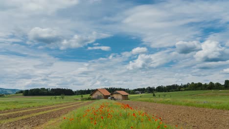 las nubes se mueven sobre un campo de flores rojas con una cabaña en el centro