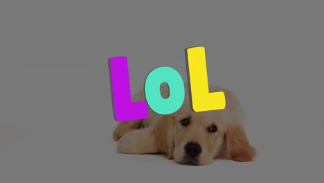 Animation-Von-Lol-über-Einem-Golden-Retriever-Welpen-Auf-Weißem-Hintergrund