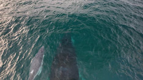 newborn humpback whale and its mother swimming closely together in deep blue ocean. drone shot