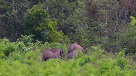 The-Asiatic-Elephants-are-endangered-species-and-they-are-also-residents-of-Thailand