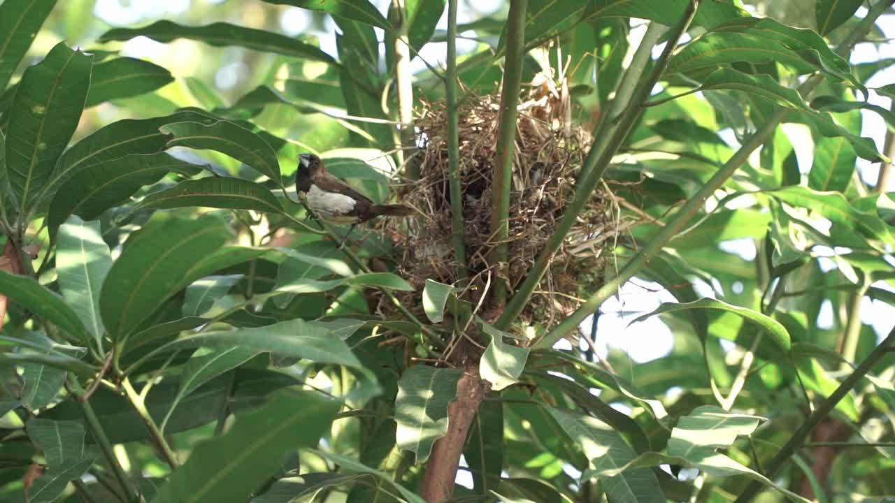 A small bird came out of its nest in the lush green trees and observed its surroundings. Javan Munia, Estrildidae, Lonchura leucogastroides
