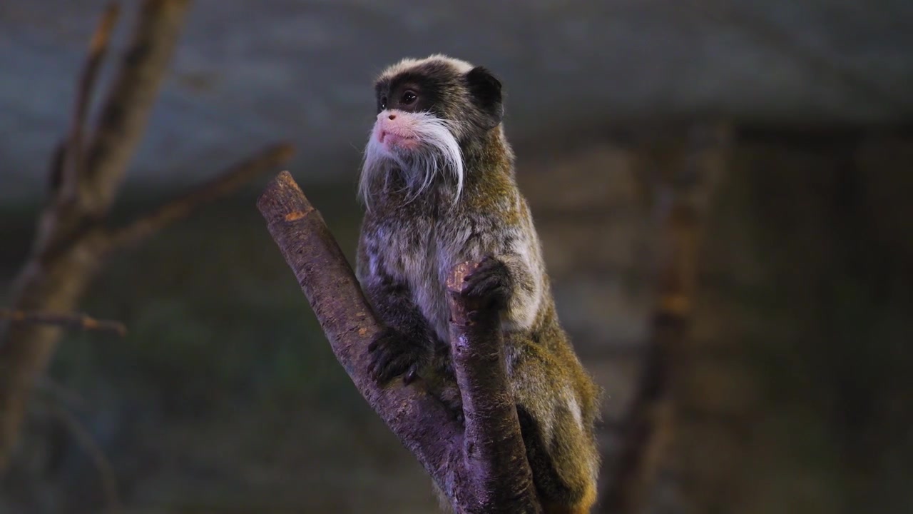 Un piccolo animale carino, un tamarino, sta su un ramo e si guarda intorno.