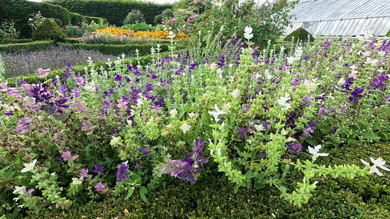 울창 한 정원 에서 활기찬 살비아 꽃