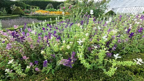 vibrantes flores de salvia en un jardín exuberante