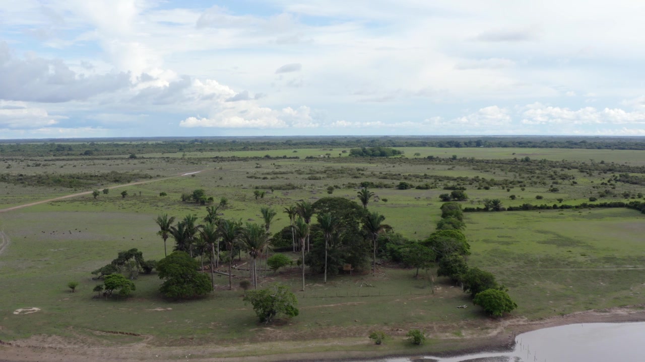 Aerial footage showcases tall palm trees clustered on the vast Colombian Orinoquía savanna under dramatic skies, vibrant greenery, water's edge, and expansive open landscape.