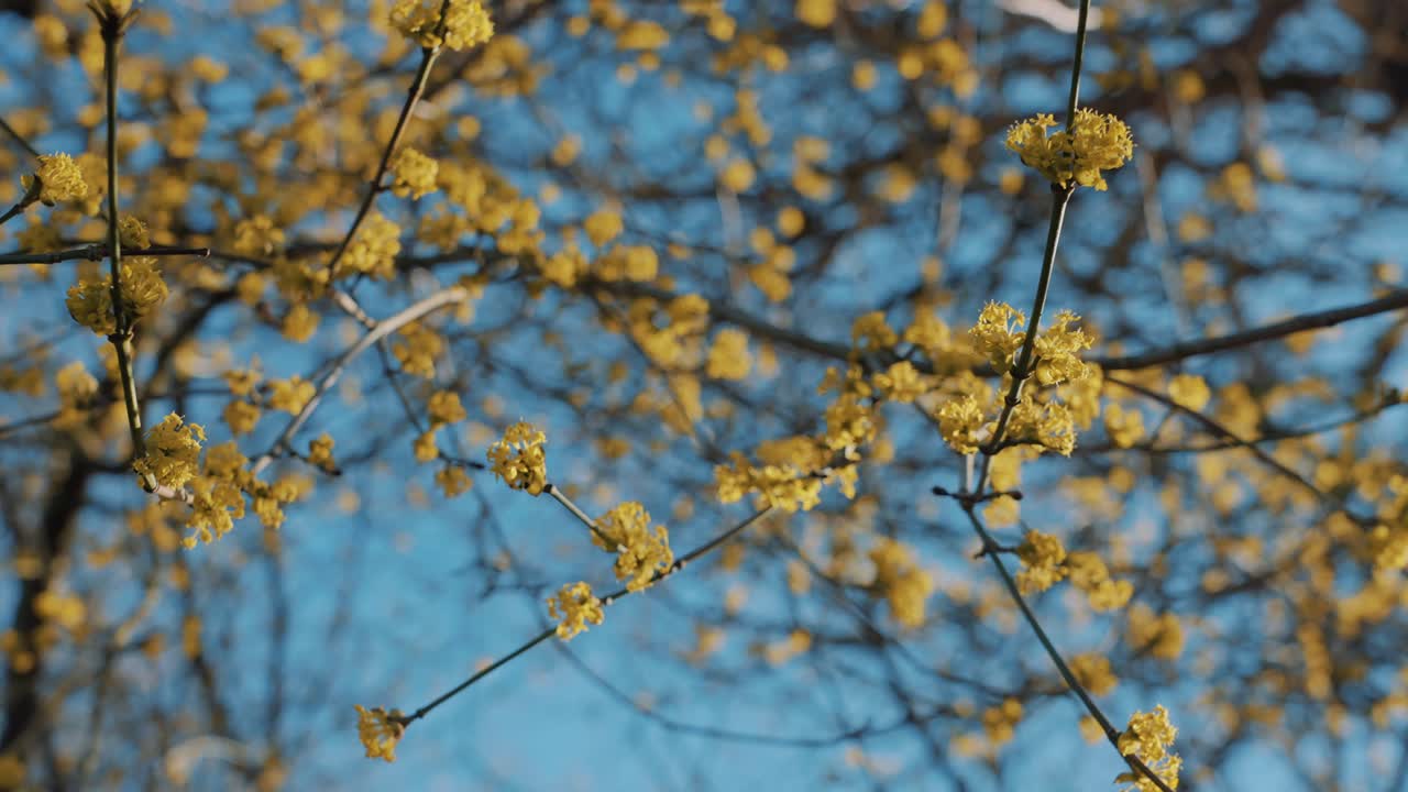 mirando hacia las flores amarillas serenas en las ramas de los árboles contra el cielo azul