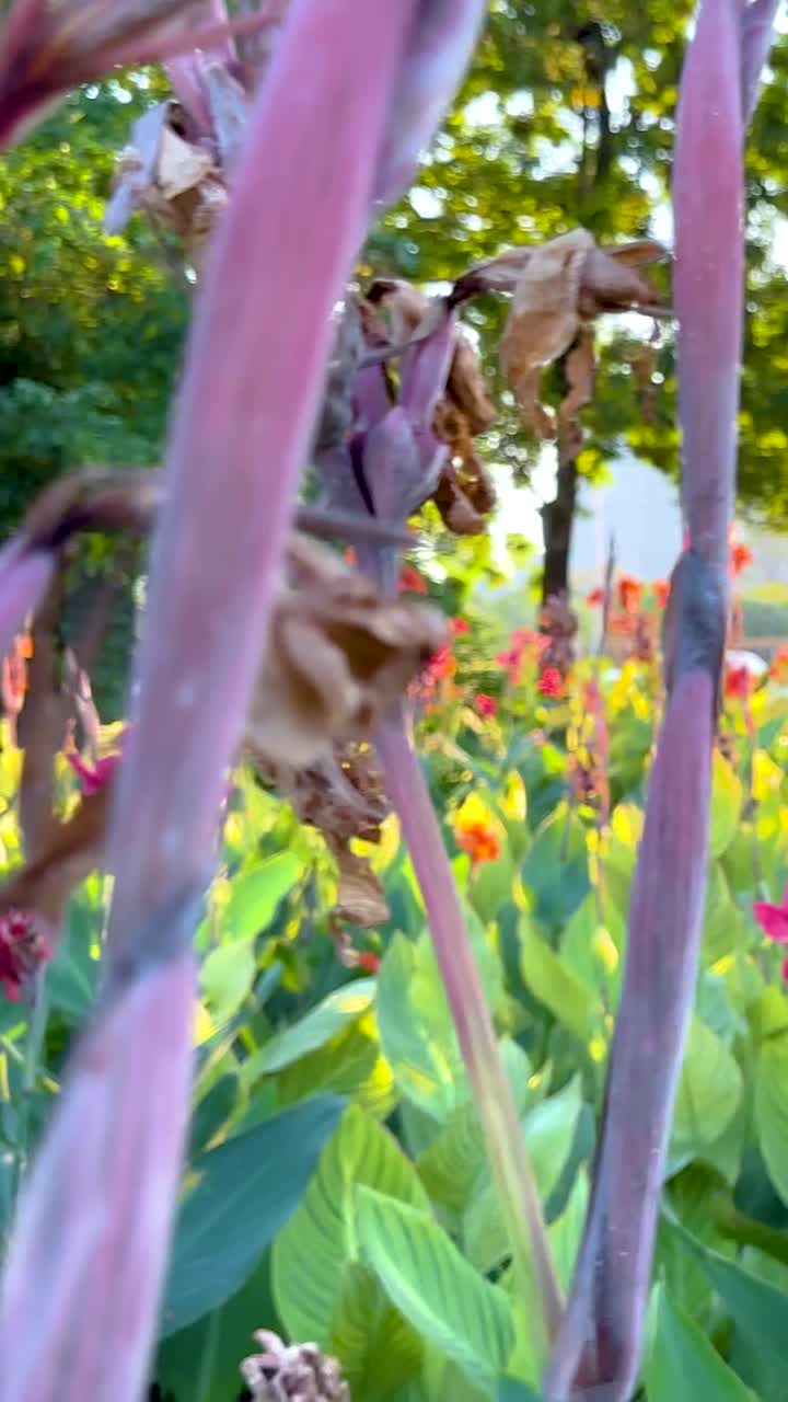 A serene view of colorful flowers in Benjakitti Park, Bangkok, with lush greenery and soft natural lighting